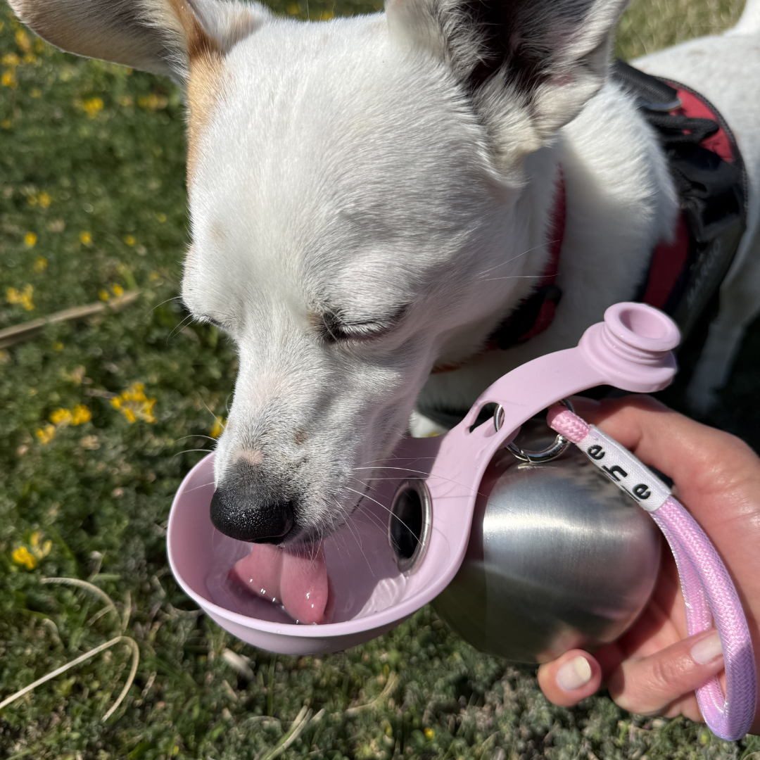 BuddyPup™ Botella para Perros con Cuenco